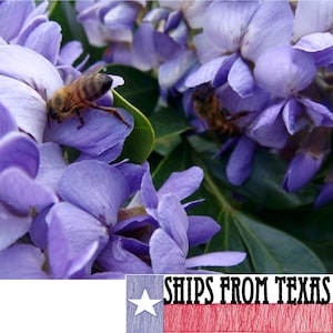 TEXAS MOUNTAIN LAUREL, (10 Sds) Sophora secundiflora (Dermatophyllum secundiflorum), Beautiful Fragrant Evergreen Texas Native