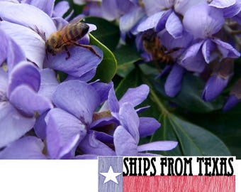 TEXAS MOUNTAIN LAUREL, (20 Sds) Sophora secundiflora (Dermatophyllum secundiflorum), Beautiful Fragrant Evergreen Texas Native