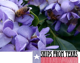 TEXAS MOUNTAIN LAUREL, (40 Sds) Sophora secundiflora (Dermatophyllum secundiflorum), Beautiful Fragrant Evergreen Texas Native