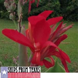CANNA INDICA, Indian Shot Canna, Brilliant Red, Very Showy, Very Easy Sun Lovers, Very Lush and Tropical, 50 Seeds, Homegrown and Handpicked