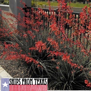 TEXAS RED YUCCA, Hesperaloe parviflora, Easy, Tough Glowing Color, 60 Fresh Seed