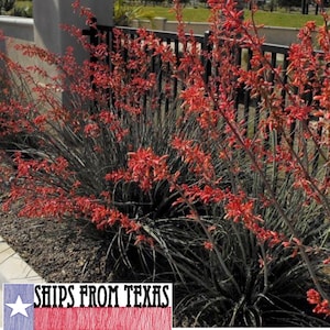 TEXAS RED YUCCA, Hesperaloe parviflora, Easy, Tough Glowing Color, 30 Fresh Seed