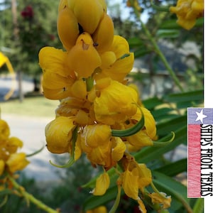 SENNA (Cassia) alata, 50 Fresh Seeds...the Beautiful, Lush, Candlestick Plant, Thrives in Full Sun, & LOVES Hot Summers!