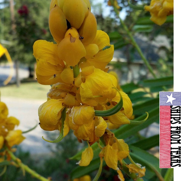 SENNA (Cassia) alata, 50 Fresh Seeds...the Beautiful, Lush, Candlestick Plant, Thrives in Full Sun, & LOVES Hot Summers!