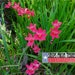 Très difficile de trouver des plantes vivantes !!! Faux Freesia, ANOMATHECA LAXA, Woodland Painted Petals, 15 Bulbes à croissance heureuse, Dug-to-Order
