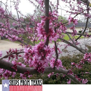 MEXICAN REDBUD, CERCIS canadensis var. mexicana, Beautiful Spring Blooming Tree/Large Shrub/Bonsai, Easy, Quick Grower, 15 Seeds