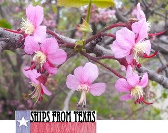 MEXICAN BUCKEYE, Ungnadia speciosa, Wonderful Native Texas Flowering Tree, Super Heat & Drought Resistant, Beautiful Specimen, 30 Seeds