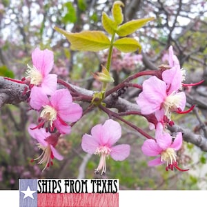 MEXICAN BUCKEYE, Ungnadia speciosa, maravilhosa árvore nativa do Texas com flores, super resistente ao calor e à seca, lindo espécime, 15 sementes