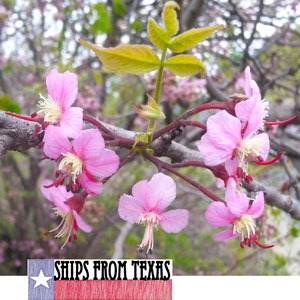 MEXICAN BUCKEYE, Ungnadia speciosa, maravilhosa árvore nativa do Texas com flores, super resistente ao calor e à seca, lindo espécime, 60 sementes