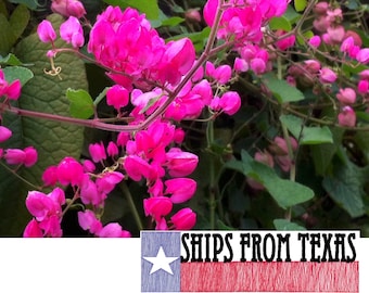 ANTIGONON LEPTOPUS, Coral Vine, Queen's Crown, Queen's Wreath, Easy Everblooming Perennial Heirloom Vine, Constant Color Display, 60 SEEDS