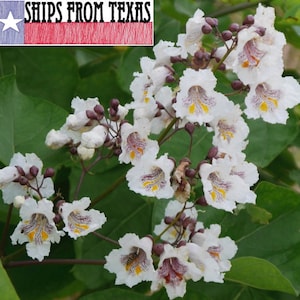 Catalpa bignonioides, SOUTHERN CATALPA, Cigar Tree, Indian Bean Tree, Flowering Native Beauty, 25 Fresh Seeds