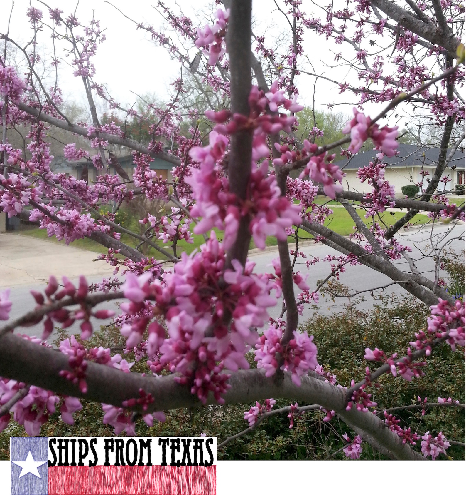 Mexican Reeds MEXICAN REDBUD, CERCIS Canadensis Var. Mexicana, Beautiful Spring ...