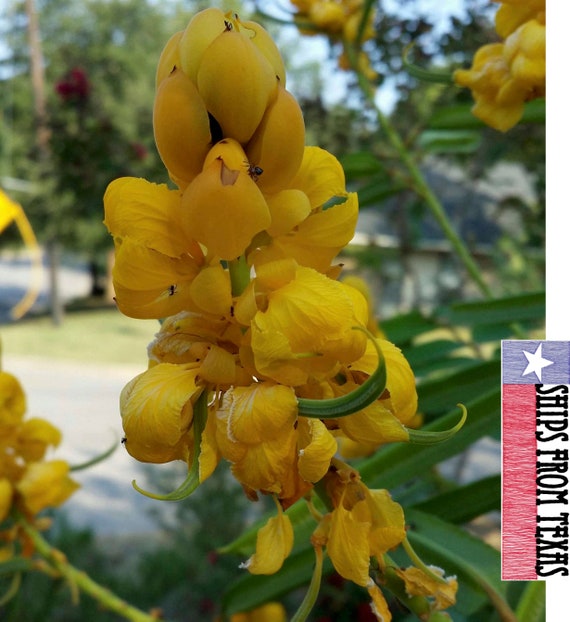 BUTTERFLIES garden plant 50 seeds CASSIA ALATA MEDICINAL SENNA Candle Bush tree