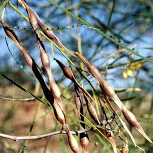 Jerusalem Thorn (Parkinsonia Aculeata) Tree Seeds - 20+ Tested Viable Seeds