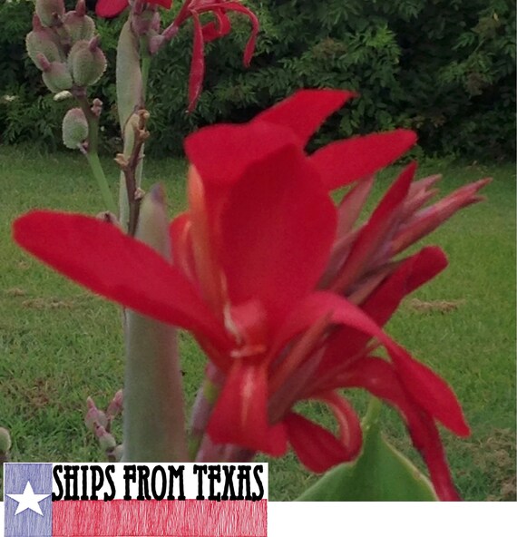 CANNA INDICA, Indian Shot Canna, Brilliant Red, Showy, Easy Sun Lovers,  Lush and Tropical, 100 Seeds, Homegrown and Handpicked - Etsy