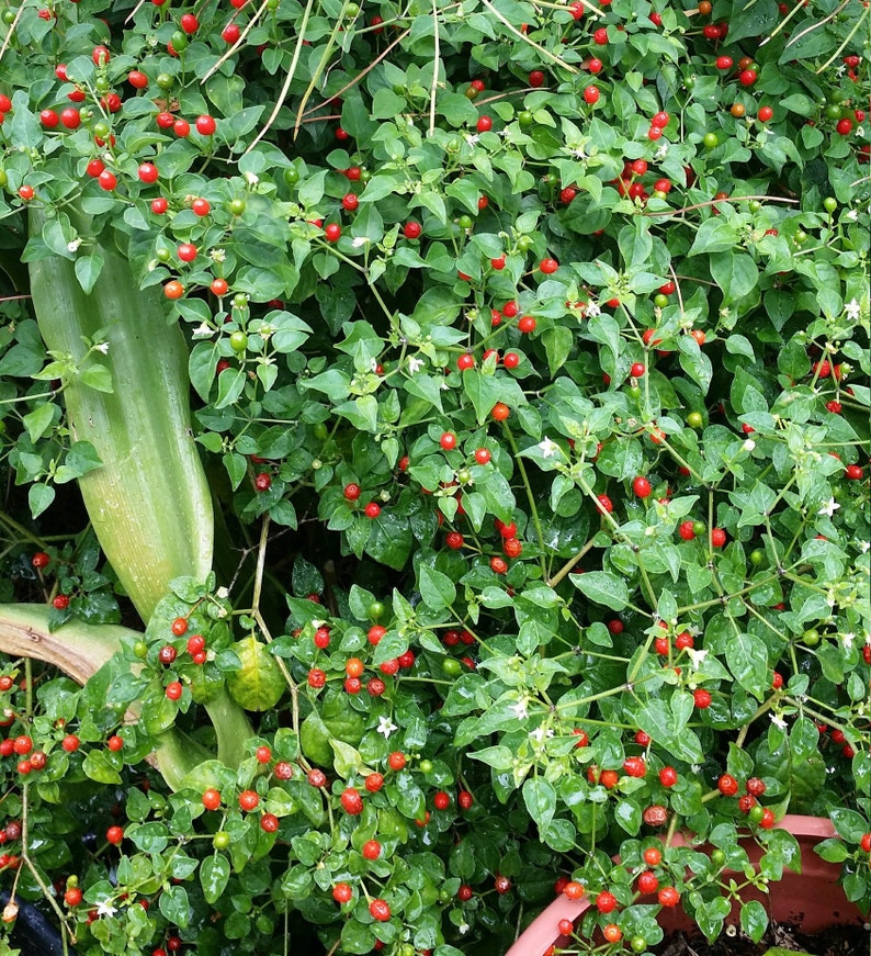 CHILE PEQUIN/Tepin/Petin Capsicum annuum&hellip;Hot HOT Pepper