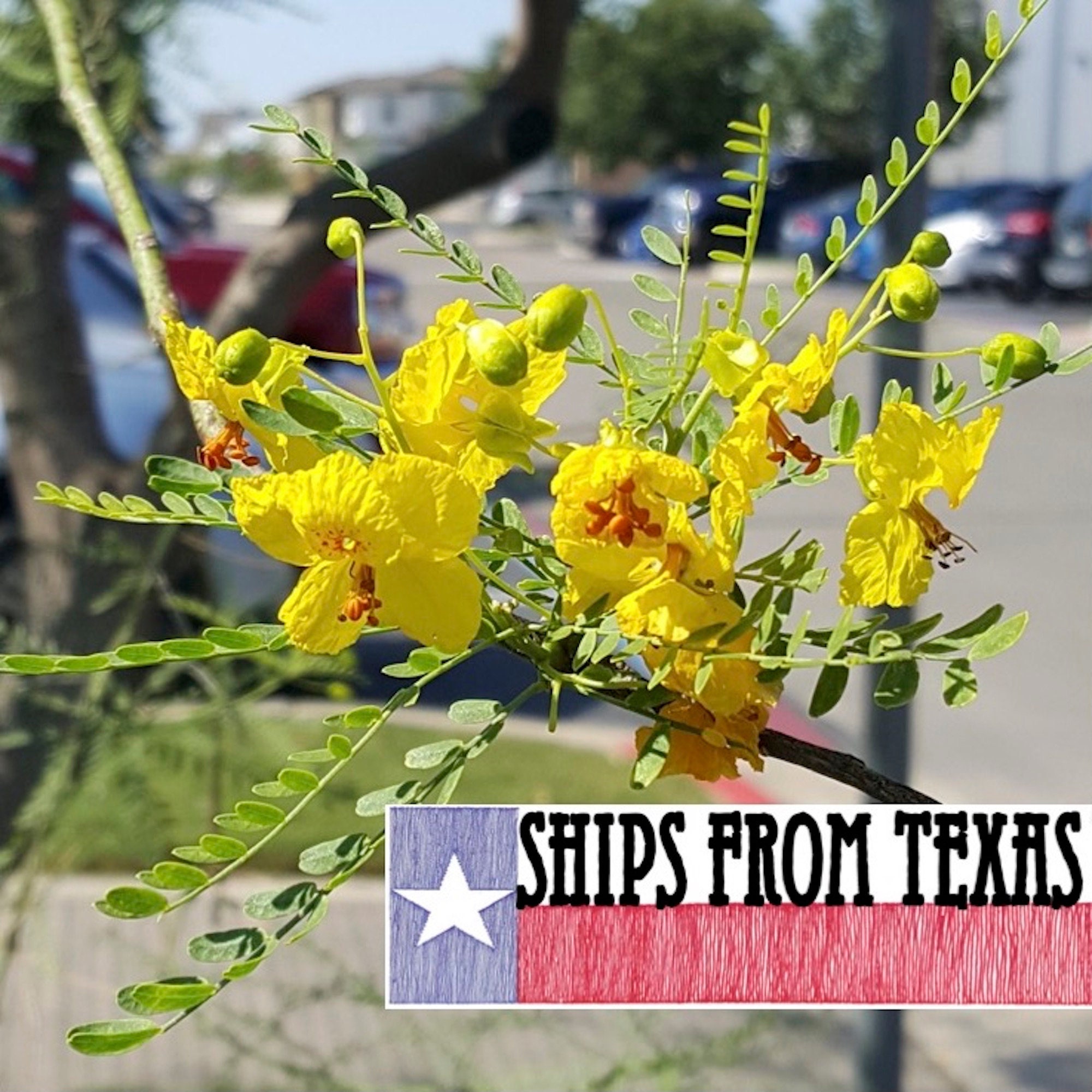 15 Graines De Cercidium Parnsonii (Parnsonia épineuse Rare) - Plante Verte, Semences Fraîches