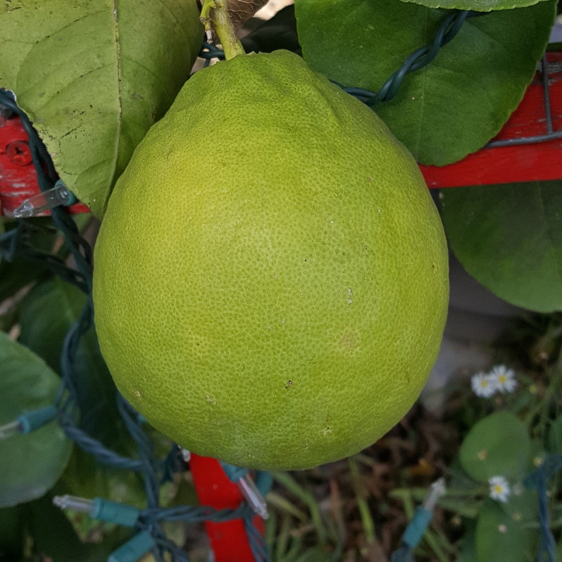 CITRUS x PYRIFORMIS Ponderosa Lemon American Heirloom Giant Etsy