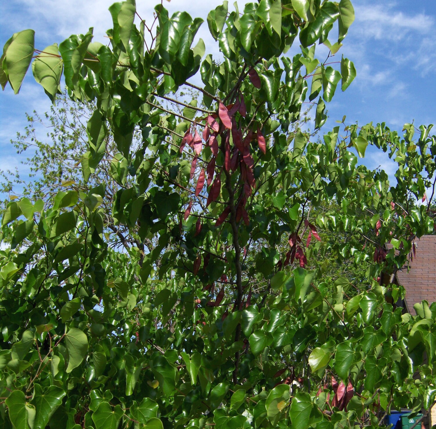 Mexican Reeds MEXICAN REDBUD, CERCIS Canadensis Var. Mexicana, Beautiful Spring ...