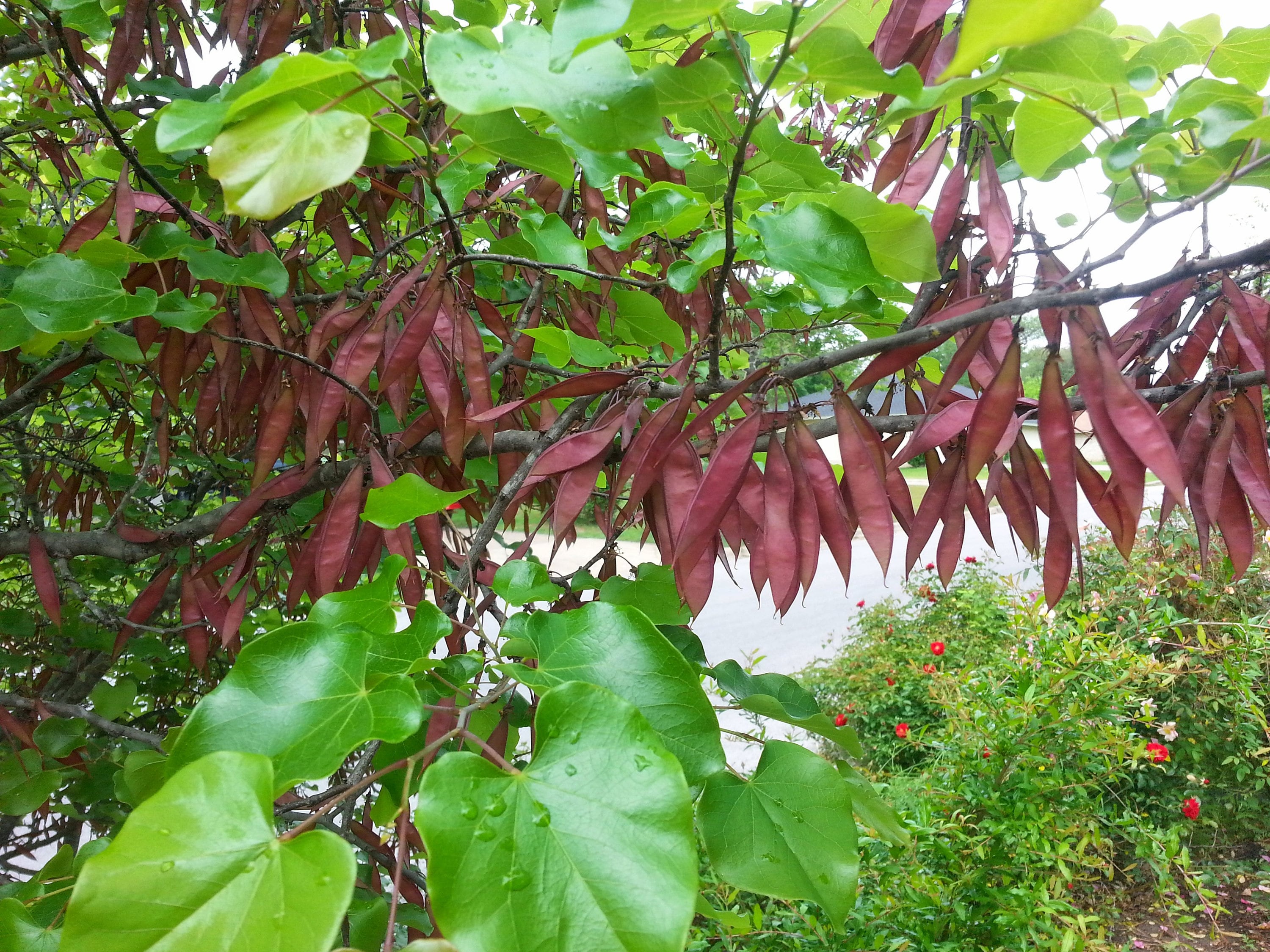 Mexican Reeds MEXICAN REDBUD, CERCIS Canadensis Var. Mexicana, Beautiful Spring ...
