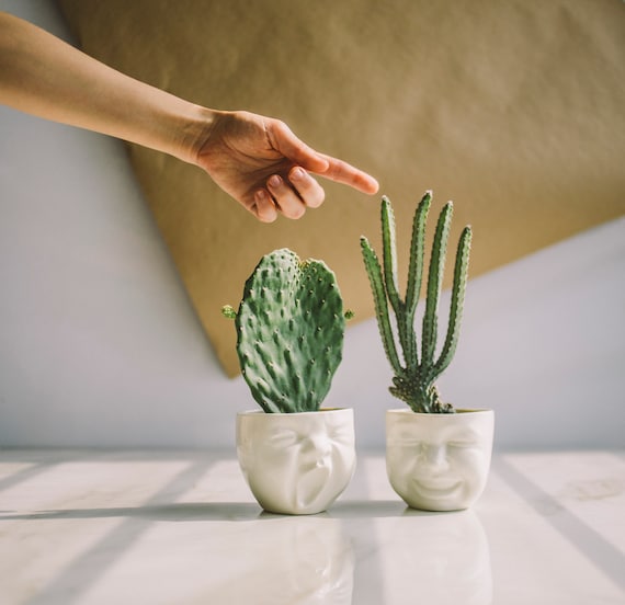 Pianta verde su vaso di ceramica bianca foto – Immagine gratis di