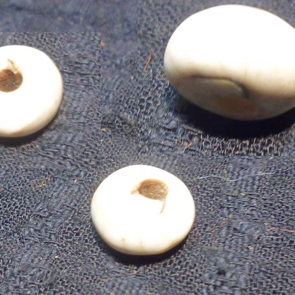 one small old conch shell beads from Nagaland. 7x12mm, 3 views shown