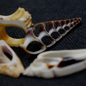 Könnte beinhalten: Drei Muscheln in verschiedenen Formen und Größen. Die größte Muschel ist kegelförmig mit einem braunen und weißen Muster. Die zweitgrößte Muschel ist ringförmig mit einem braunen und weißen Muster. Die kleinste Muschel ist gebogen mit einem braunen und weißen Muster.