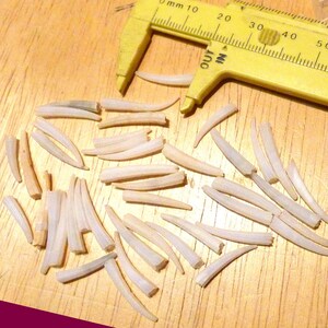 May include: A close-up of a collection of small, white, pointed objects, possibly teeth or bone fragments, scattered on a wooden surface. A yellow measuring tool is visible in the background.