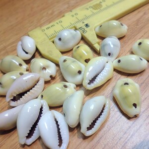 May include: A collection of polished, cream-colored cowrie shells, some with a yellowish hue, scattered on a wooden surface. A yellow measuring tool is partially visible, indicating the shells' size. The shells have a smooth, glossy texture and a natural, organic appearance.