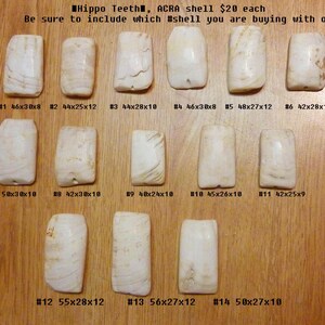 Könnte beinhalten: Eine Sammlung von 14 weißen Flusspferd-Zahn-Muscheln, jede mit einer anderen Größe und Form. Die Muscheln sind in Reihen auf einer Holzoberfläche angeordnet. Die Muscheln sind mit Nummern und Maßen in Zentimetern gekennzeichnet. Hippo Teeth, ACRA shell 20 € pro Stück Bitte geben Sie bei Ihrer Bestellung die Nummer der Muschel an, die Sie kaufen möchten