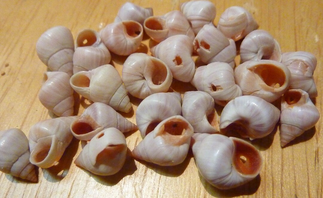 Set of 22 Double Drilled Small Shells With a Light Pink Color - Etsy