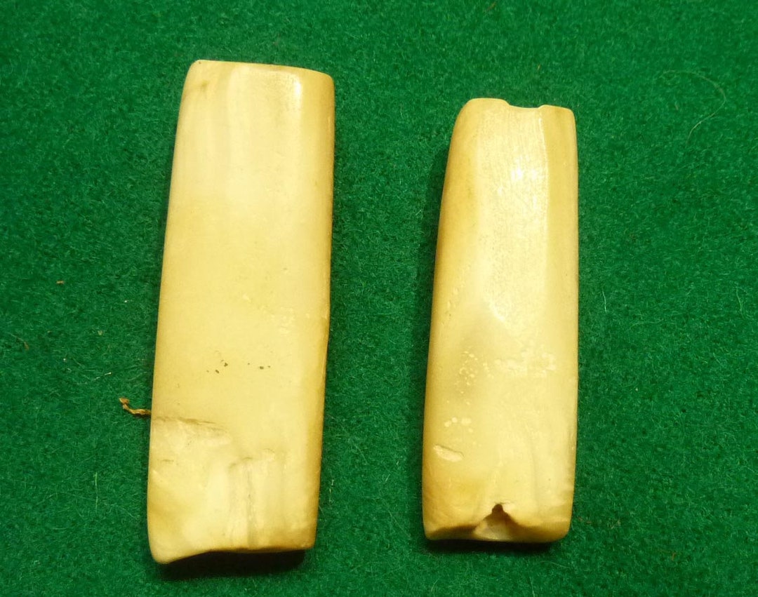 Old Arca Shell hippo Tooth Beads From Nagaland - Etsy