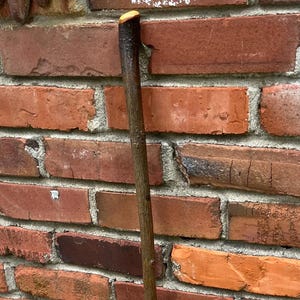 May include: A brown wooden walking stick with a smooth, rounded top. The stick is leaning against a brick wall and is surrounded by green plants.