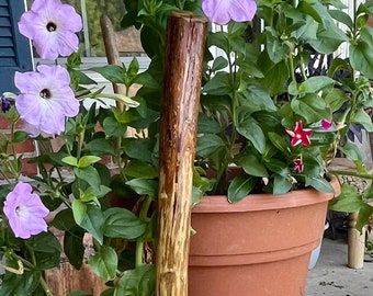 May include: A wooden walking stick with a natural brown finish and a unique knot in the wood. The stick is leaning against a rusty metal wheel.