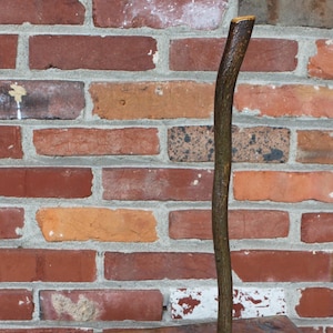 Hickory Wood Walking Stick, Cane, Walking Cane, Short Staff, Gentleman&#39;s Cane, Hiking Stick, Pole by Kentucky Naturally, Item 613, 37 inch