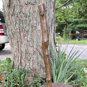 May include: A brown wooden walking stick with a natural bark finish, standing upright in a grassy area with a rusty metal wheel in the background.