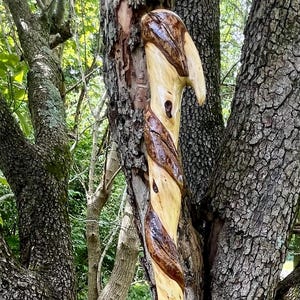 Twisted Sweet Gum Wood Walking Staff, Hiking Stick, Walking Stick, Trekking Pole, Shepherd Staff, by Kentucky Naturally, 82425, 61 inches