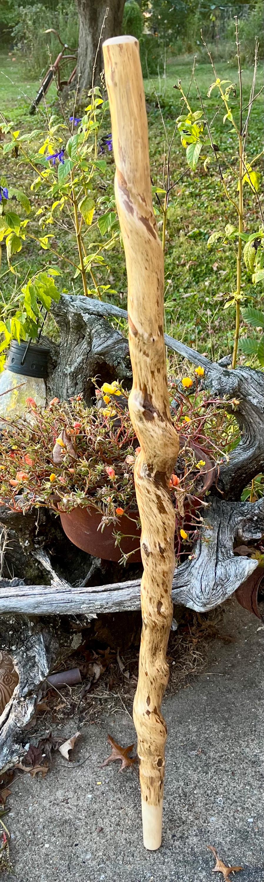 Twisted Sweet Gum Wood Cane, Walking Stick, Hiking Stick, Trekking Pole ...