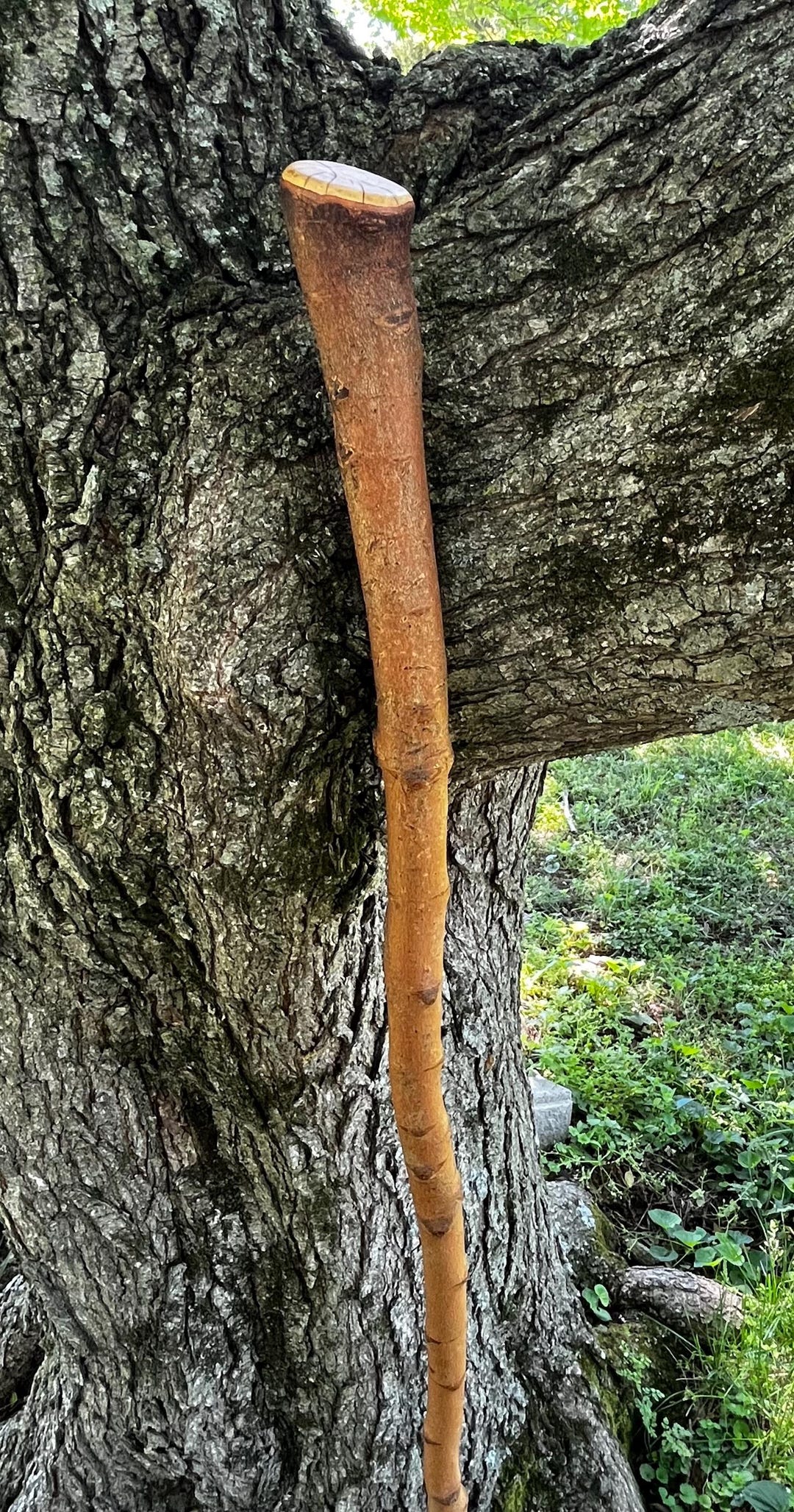 Hard Maple Wood Walking Stick, Hiking Stick, Trekking Pole, Shepherd ...
