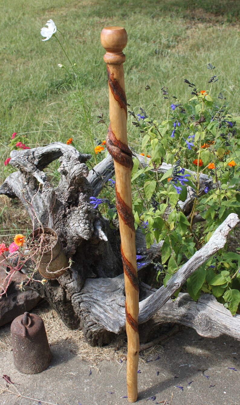 Twisted Sassafras Wood Cane Walking Stick Gentleman's Etsy