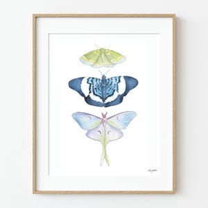 Blaue Motte Wandkunst, Aquarell Luna Motte Kunstdruck, Schmetterling Wandkunst, Entomologie Kunst, Boho Motte Wandkunst, Cottagecore Motte Kunst