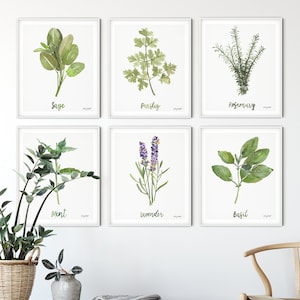Herbs Set of 6 Art Prints, Watercolor Painting, Sage Rosemary Lavender ...