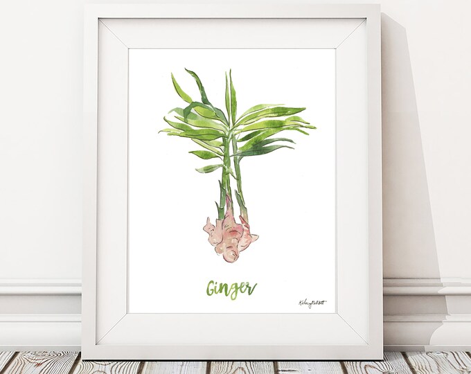 Ginger Plant Print, Kitchen Print, Herbs Wall Art Housewarming Gift Kitchen Decor Botanical Print, Herbs Kitchen Art, Watercolor Painting