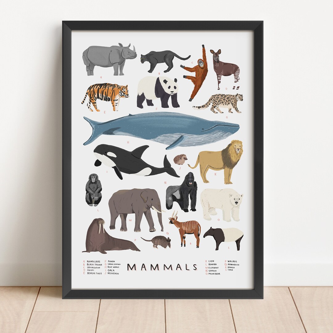 Mammals Illustrated Print Mammals Illustration Animal Print Animal Illustration Mammal Natural History Nursery Art Children's Room - Etsy Mammals Illustrated Print Mammals Illustration Animal Print Animal Illustration Mammal Natural History Nursery Art Children's Room - Etsy