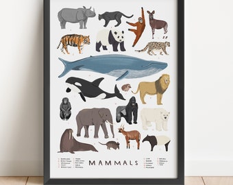 Mammals illustrated print - mammals illustration animal print animal illustration mammal natural history nursery art children's room