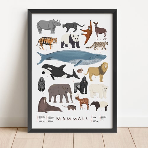 Illustrated Mammals Print - Natural History Nursery Art - Etsy
