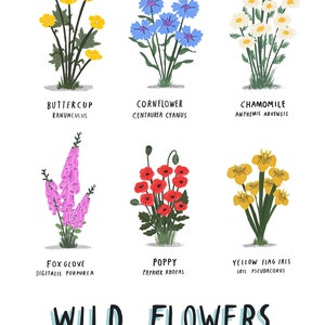 Wild Flowers illustrated botanical print plant print botany botanical print botanical wild flowers floral floristry flowers print image 2