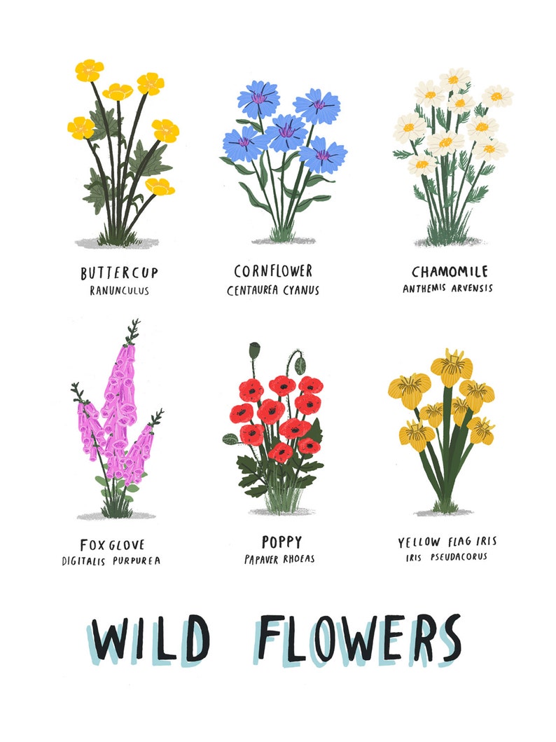 Wild Flowers illustrated botanical print plant print botany botanical print botanical wild flowers floral floristry flowers print image 2