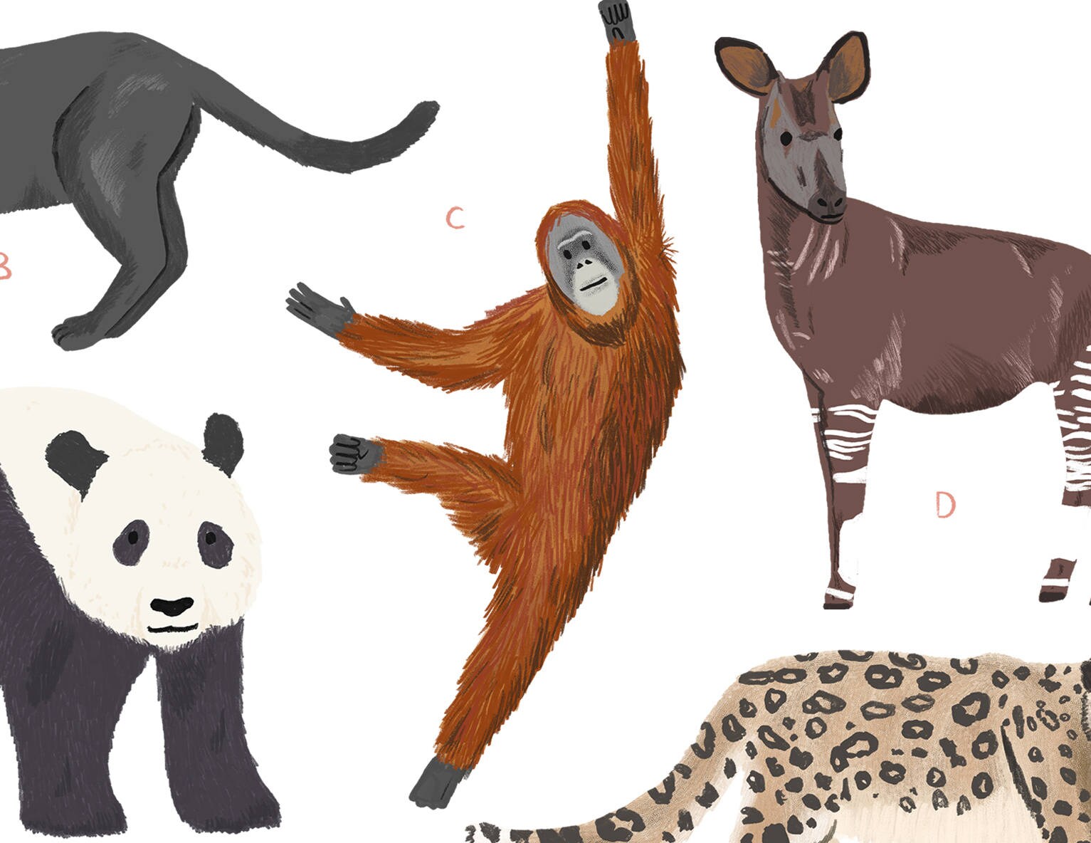 Illustrated Mammals Print - Natural History Nursery Art - Etsy