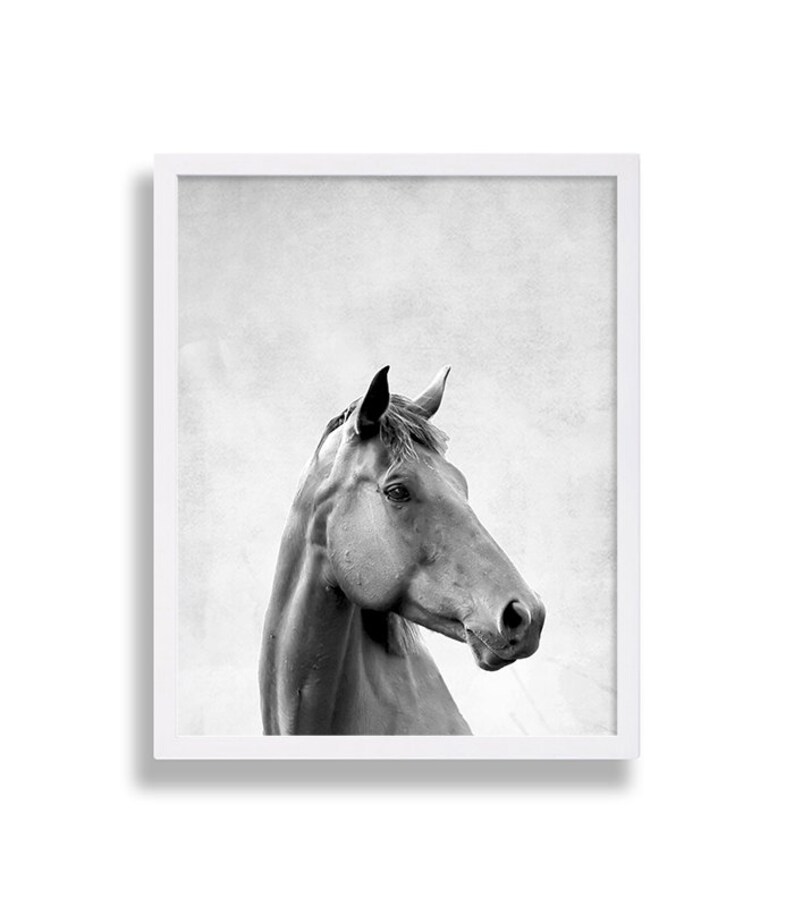 May include: Black and white photograph of a horse's head and neck. The horse is looking to the right of the frame. The background is a textured, light gray.